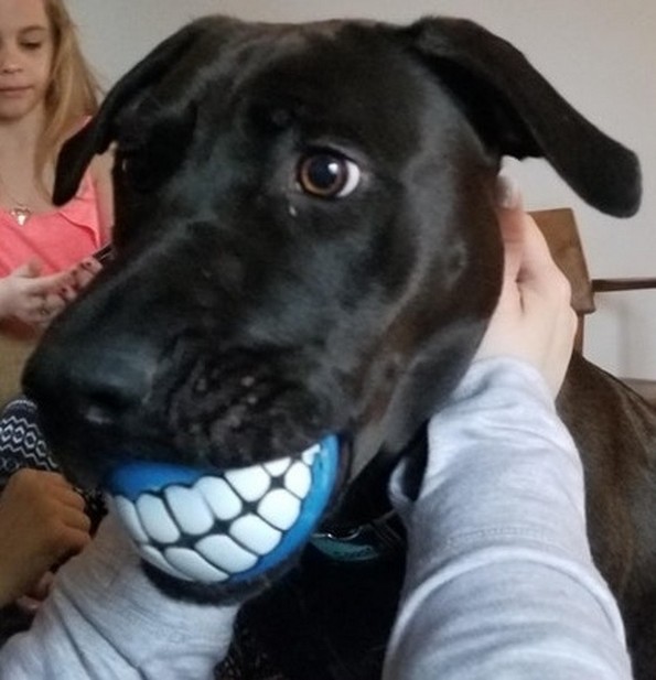 Фотографии oд животни направени во вистинскиот момент што ќе ви го разубават денот