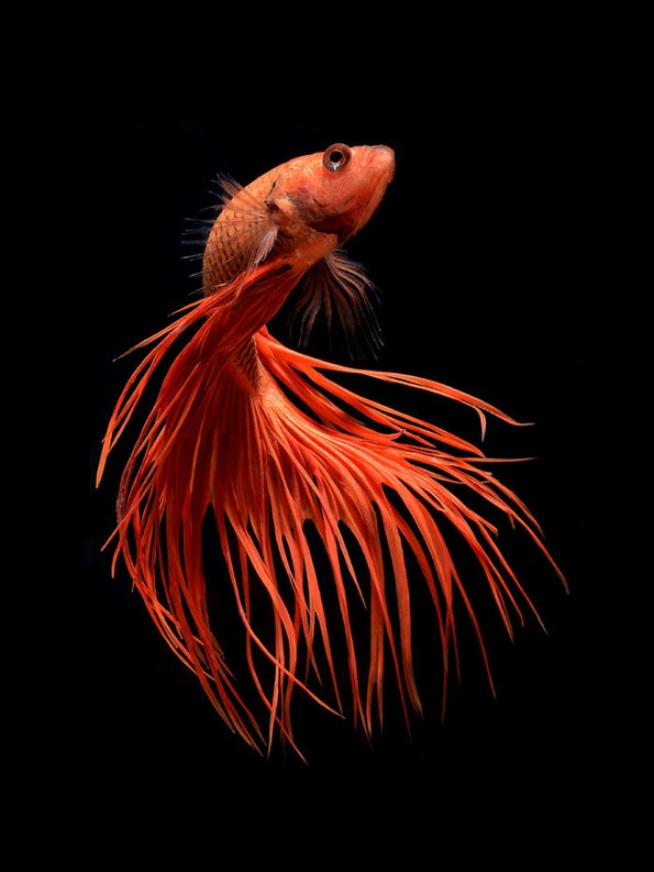 Фотограф прави фотографии од риби како никој досега