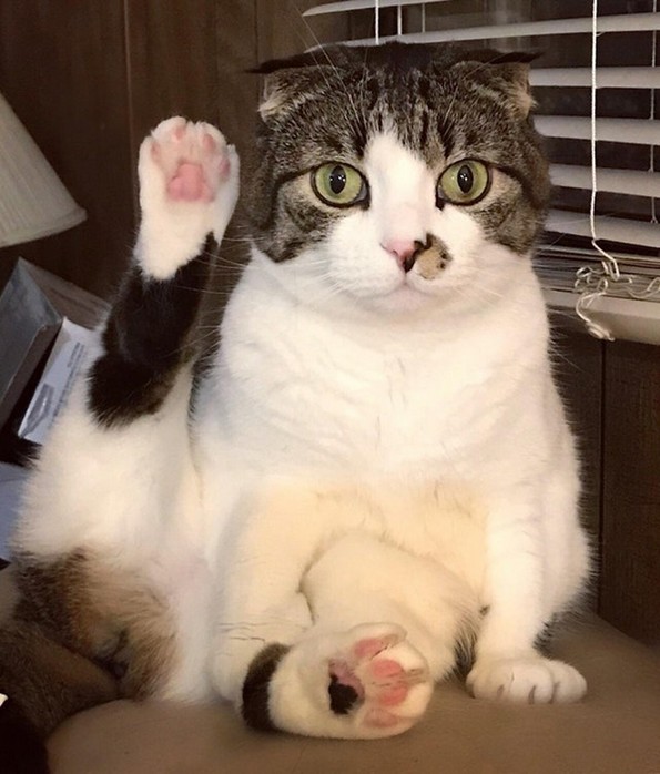 Фотографии oд животни направени во вистинскиот момент што ќе ви го разубават денот