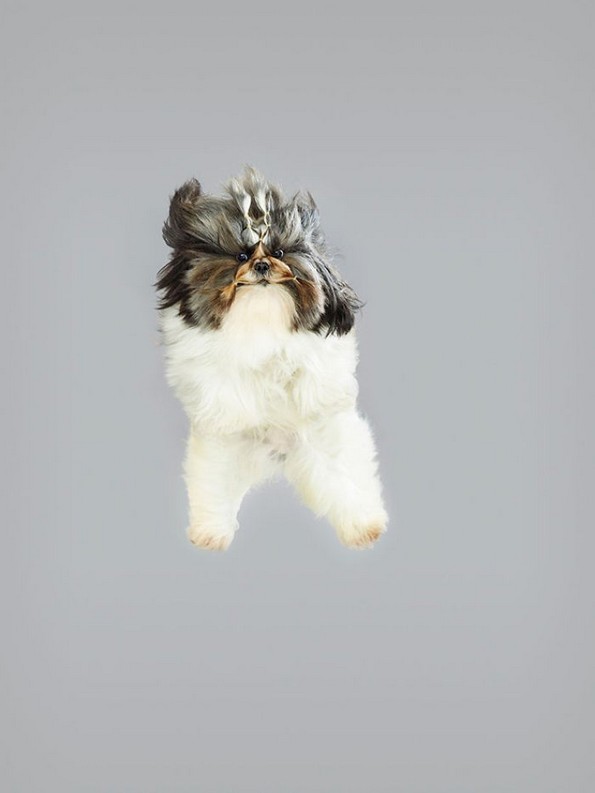Забавни портрети од летачки кучиња