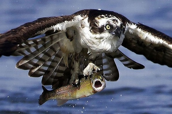 Фотографии oд животни направени во вистинскиот момент што ќе ви го разубават денот