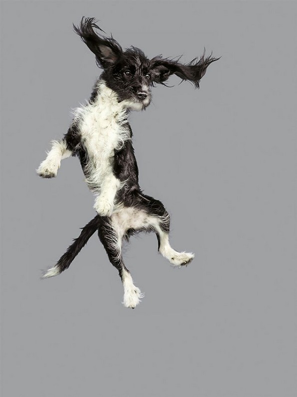 Забавни портрети од летачки кучиња