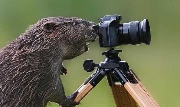 Фотографии oд животни направени во вистинскиот момент што ќе ви го разубават денот