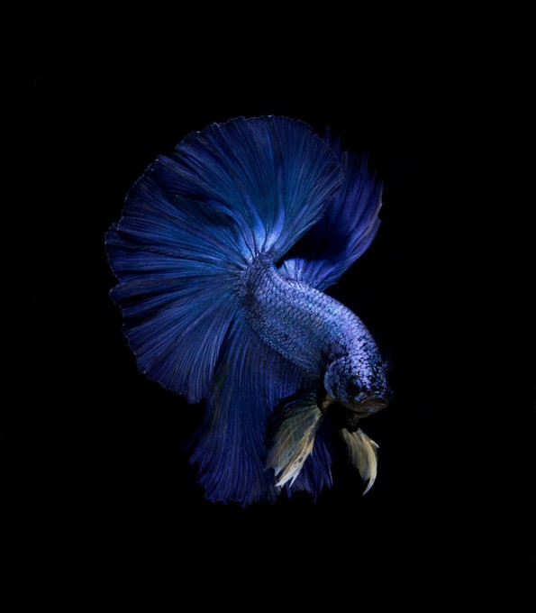 Фотограф прави фотографии од риби како никој досега