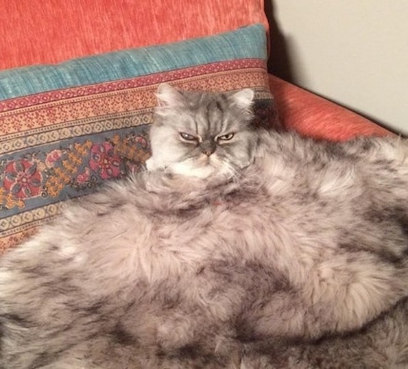 Фотографии oд животни направени во вистинскиот момент што ќе ви го разубават денот