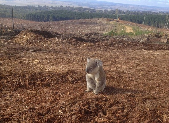 25 застрашувачки фотографии кои покажуваат дека е време да почнеме да рециклираме