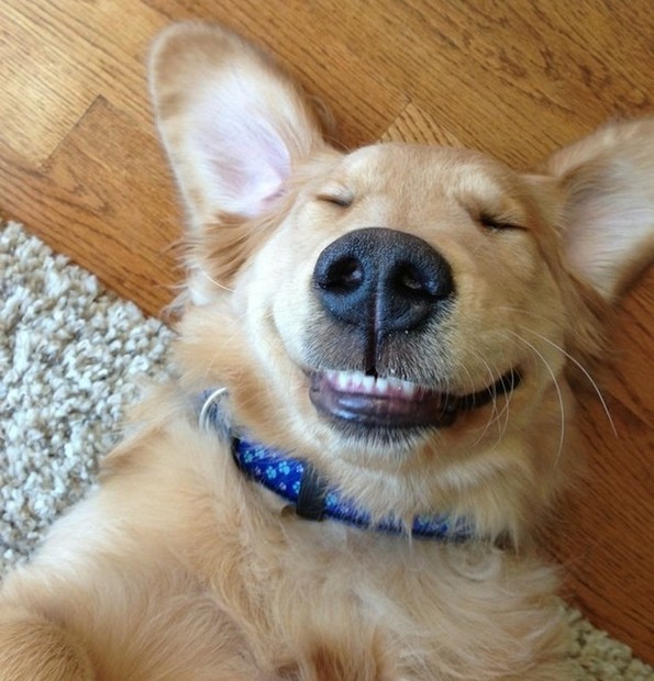 Фотографии oд животни направени во вистинскиот момент што ќе ви го разубават денот