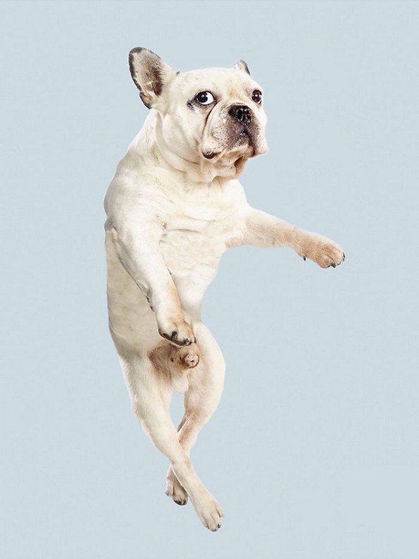 Забавни портрети од летачки кучиња