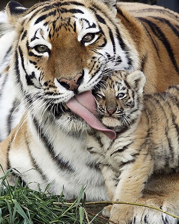 29 совршени примери со животни коишто покажуваат што значи да се биде мајка