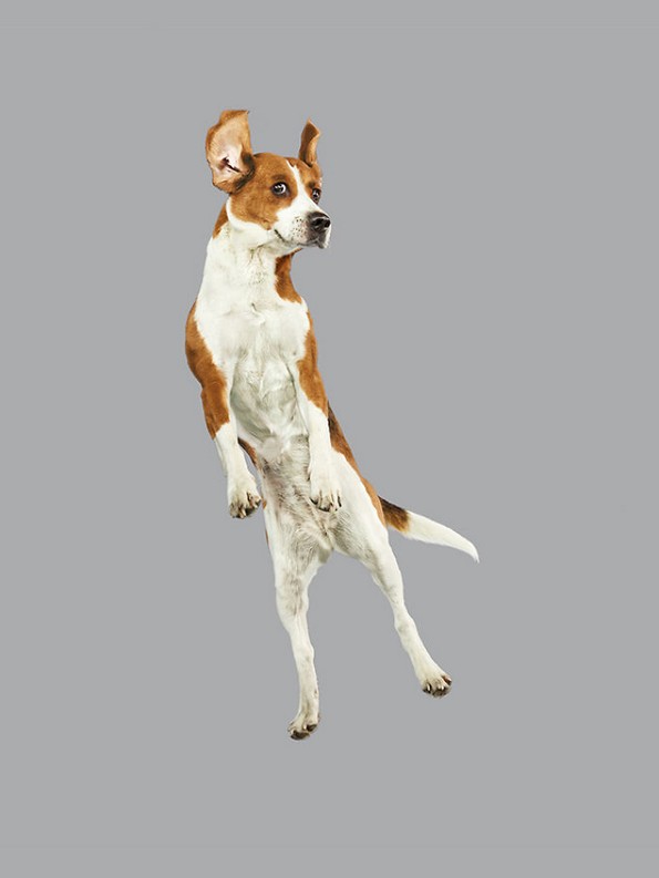 Забавни портрети од летачки кучиња