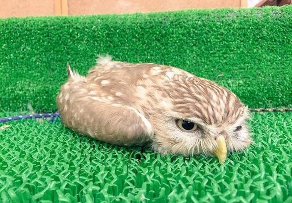 Фотографии oд животни направени во вистинскиот момент што ќе ви го разубават денот