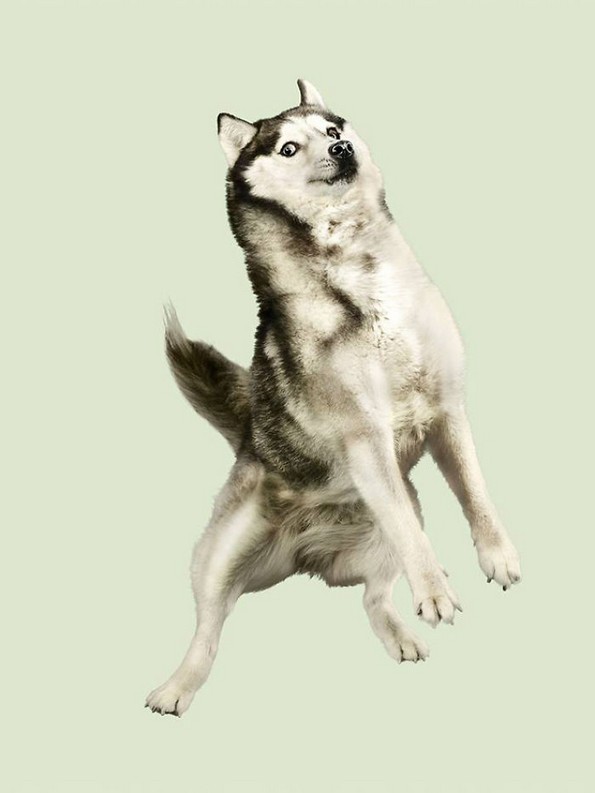 Забавни портрети од летачки кучиња