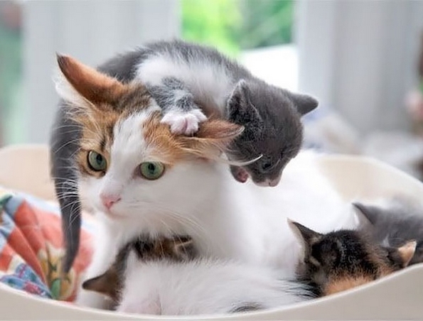 29 совршени примери со животни коишто покажуваат што значи да се биде мајка