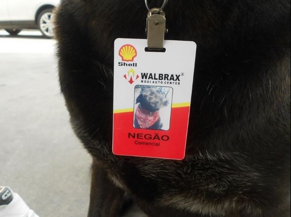 Ова куче било оставено на бензинска станица, а сега е сладок работник со полно работно време 