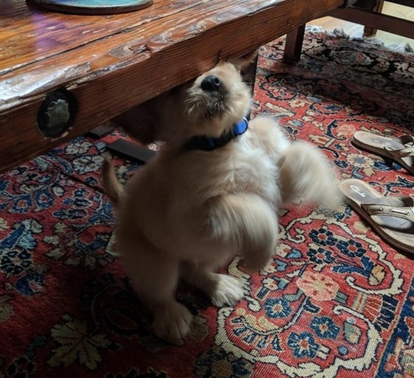 Фотографии oд животни направени во вистинскиот момент што ќе ви го разубават денот