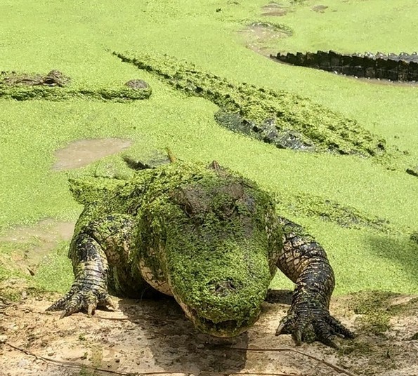 Фотографии што ќе ви го покачат нивото на адреналин