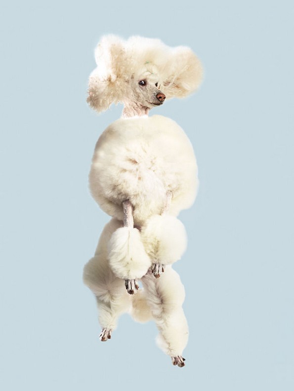 Забавни портрети од летачки кучиња