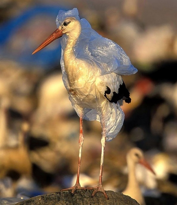 25 застрашувачки фотографии кои покажуваат дека е време да почнеме да рециклираме