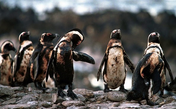 25 застрашувачки фотографии кои покажуваат дека е време да почнеме да рециклираме