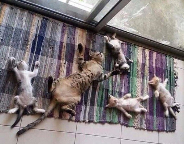 29 совршени примери со животни коишто покажуваат што значи да се биде мајка