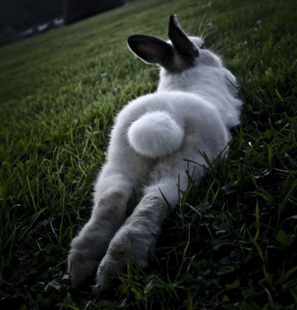 Фотографии oд животни направени во вистинскиот момент што ќе ви го разубават денот