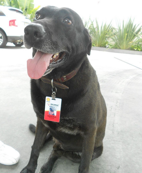 Ова куче било оставено на бензинска станица, а сега е сладок работник со полно работно време 