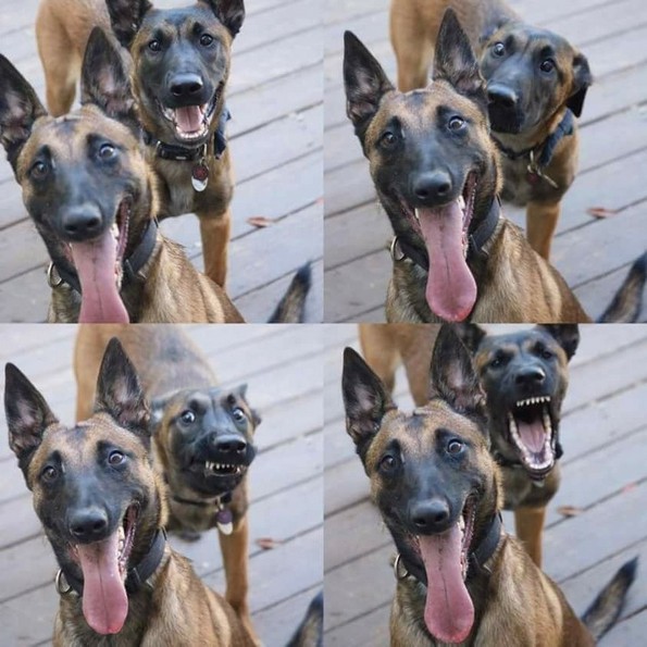 Фотографии oд животни направени во вистинскиот момент што ќе ви го разубават денот