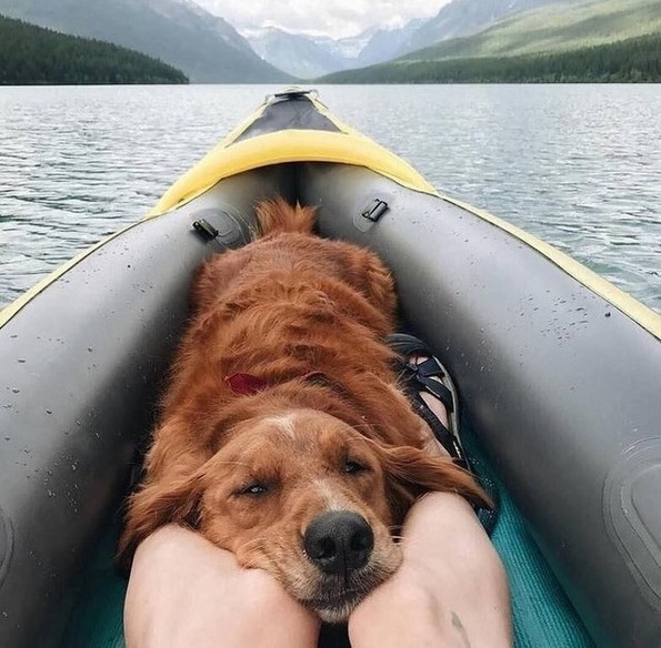 Фотографии oд животни направени во вистинскиот момент што ќе ви го разубават денот