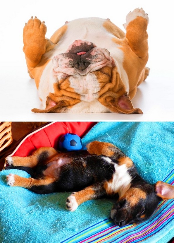 Што може да ви каже положбата на спиење на вашето куче?