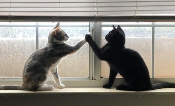 Фотографии oд животни направени во вистинскиот момент што ќе ви го разубават денот