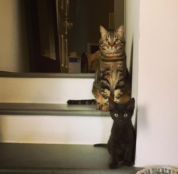 29 совршени примери со животни коишто покажуваат што значи да се биде мајка