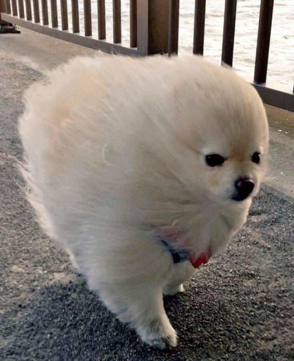 Фотографии oд животни направени во вистинскиот момент што ќе ви го разубават денот