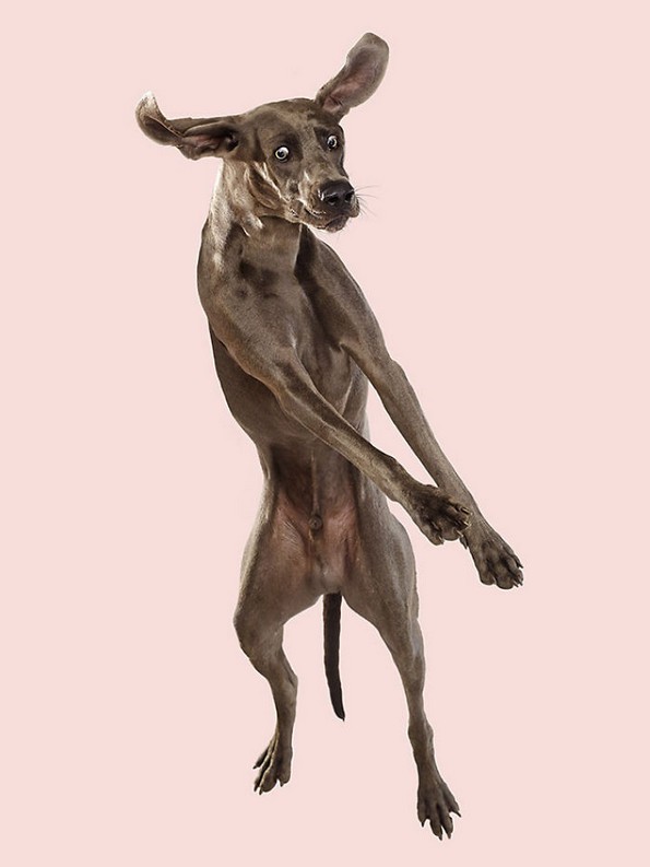 Забавни портрети од летачки кучиња