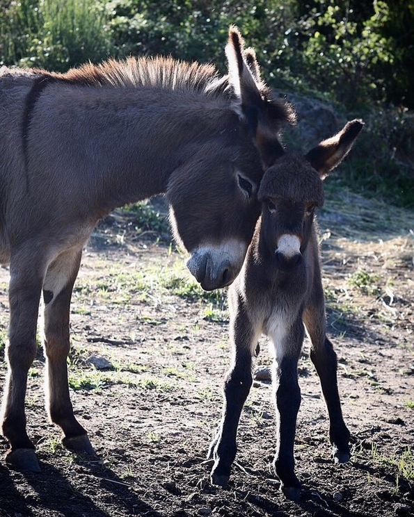 29 совршени примери со животни коишто покажуваат што значи да се биде мајка