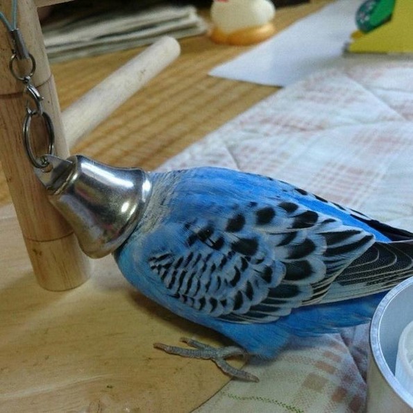 Фотографии oд животни направени во вистинскиот момент што ќе ви го разубават денот