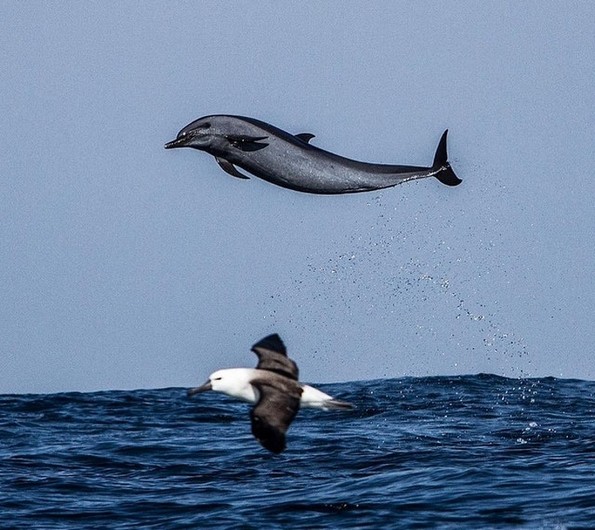 Фотографии oд животни направени во вистинскиот момент што ќе ви го разубават денот