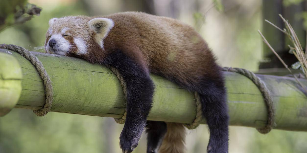 Истражување: Да бидете мрзливи е подобар начин да живеете подолго