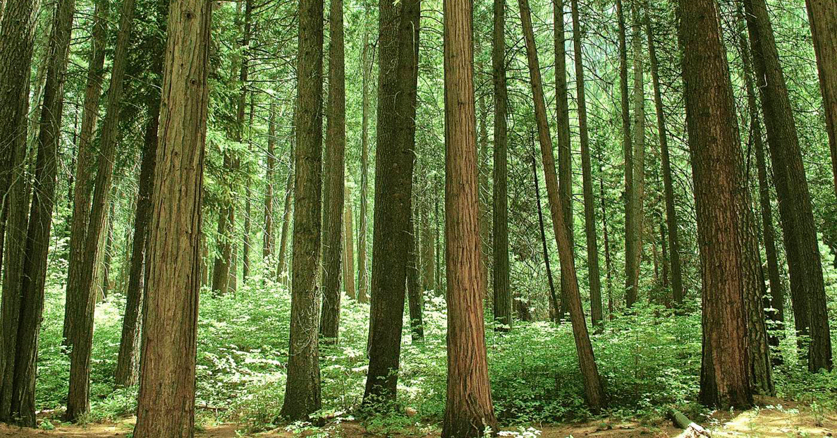 Уживајте во звукот на овој џиновски ксилофон што го свири Бах во јапонска градина