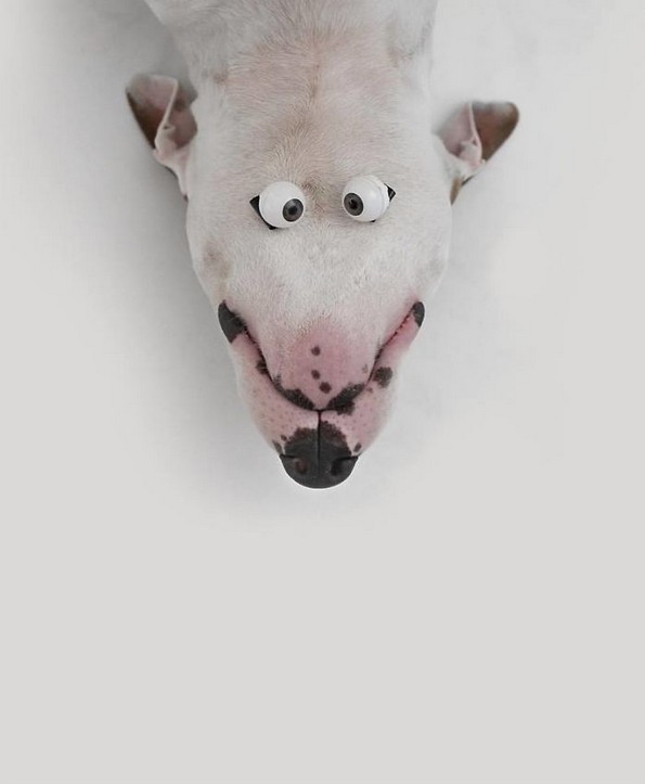 Илустратор го фотографира своето куче во интересни сценарија