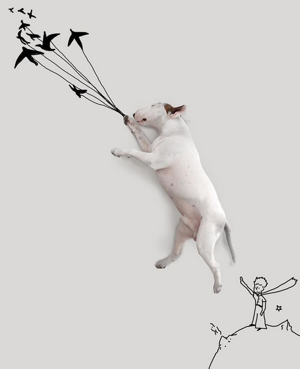 Илустратор го фотографира своето куче во интересни сценарија