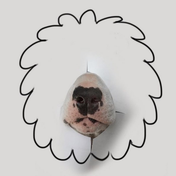 Илустратор го фотографира своето куче во интересни сценарија