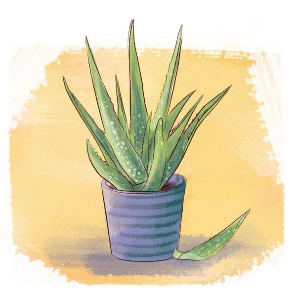 12 неочекувани здравствени придобивки од алое верата