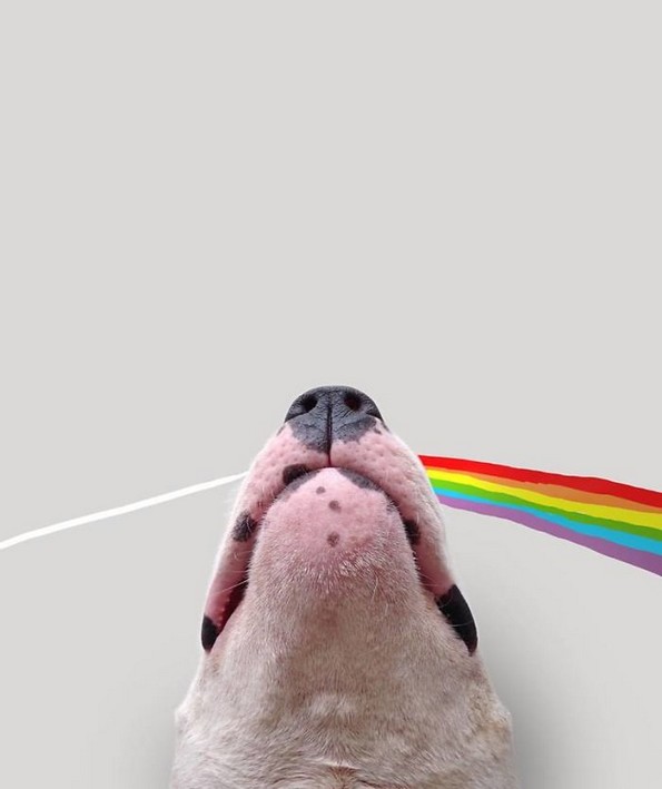 Илустратор го фотографира своето куче во интересни сценарија