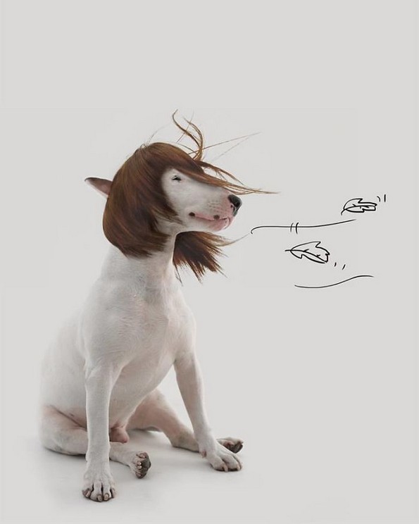 Илустратор го фотографира своето куче во интересни сценарија