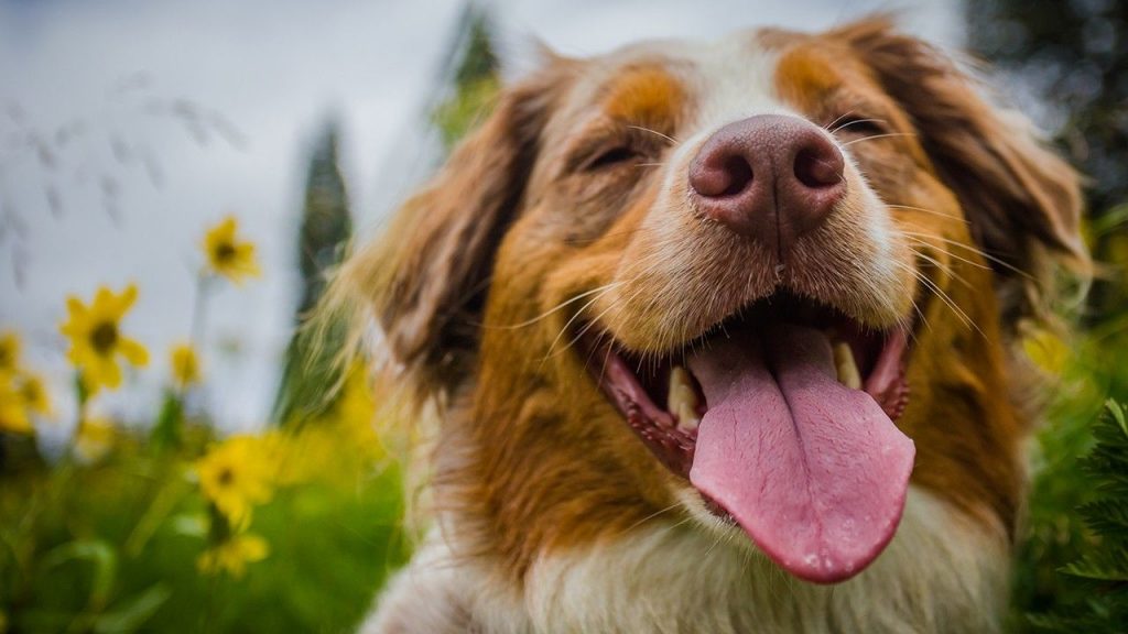 Според науката, кучињата можат да ги почувствуваат лошите луѓе