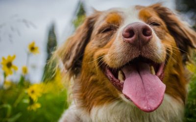Според науката, кучињата можат да ги почувствуваат лошите луѓе