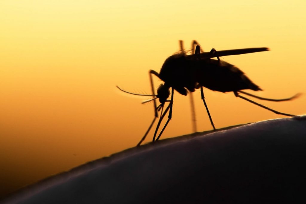 Во Африка ќе бидат пуштени генетски модифицирани комарци