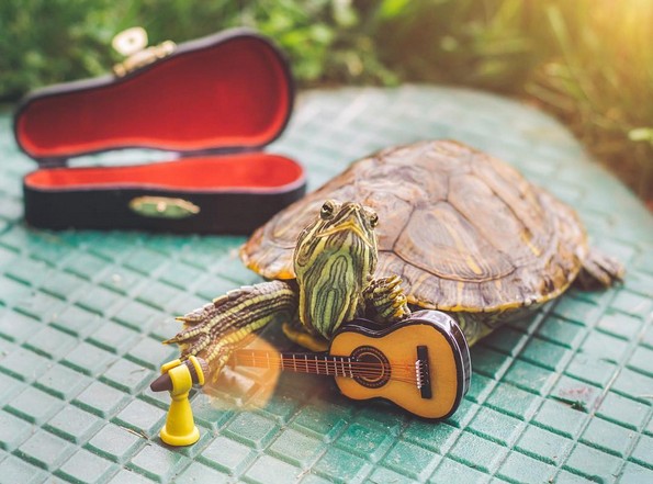 Запознајте ги Сквиши и Рози, желките што го освоија Инстаграм