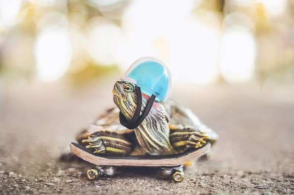 Запознајте ги Сквиши и Рози, желките што го освоија Инстаграм