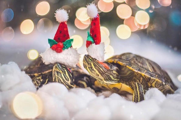 Запознајте ги Сквиши и Рози, желките што го освоија Инстаграм